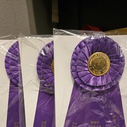 Weimaraner Puppies from So-IN Weimaraner's