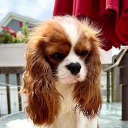 AKC Samantha - Blenheim female Cavalier King Charles Spaniel puppy in Louisville, Kentucky from Ali-Mae Cavalier King Charles Spaniels