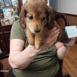 Boy 2 - Red male Dachshund puppy in Penn Run, Pennsylvania from Shannon’s Dachshunds