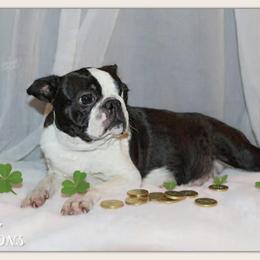 Gabby - Boston Terrier