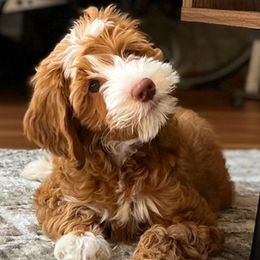 Australian Labradoodle Puppies from Lazy Mountain Labradoodles