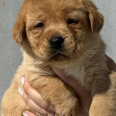 Labrador Retrievers from Raising Hope Labradors
