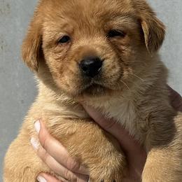 Labrador Retrievers from Raising Hope Labradors