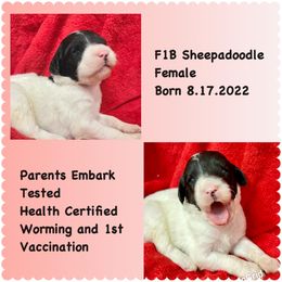 Poodle and Sheepadoodle Puppies from Kitandkboodle's Doodles