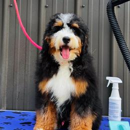 Cupid (trained puppy) - Tri-color male Bernedoodle puppy in Dundee, Ohio from Down Home Doodle