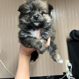 Tigger - Brindle male Pomeranian puppy in Nashville, Arkansas from Cuddles n Curls