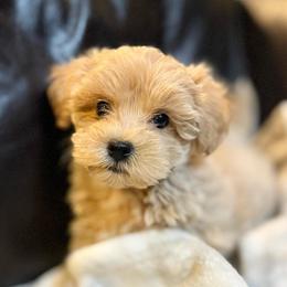 Taffy - Champagne male Maltipoo puppy in Lancaster, South Carolina from 3 Bs Havanese-PUPPIES with  PURPOSE