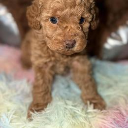 Ruby - Apricot female Maltipoo puppy in San Diego, California from Maltipoos SD