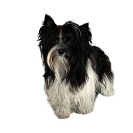 Nico - Yorkshire Terrier