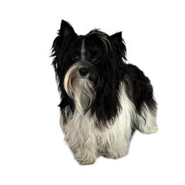 Nico - Yorkshire Terrier