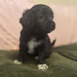 Pepper - Black and white female Havanese puppy in Brisbane, California from Natalie’s Havanese