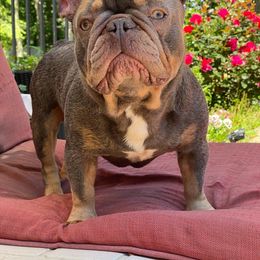 Boy#2 - French Bulldog