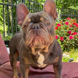 Boy#2 - French Bulldog