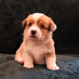Uncle Sam - Red male Pembroke Welsh Corgi puppy in Arcanum, Ohio from Weissway Corgis