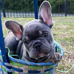 French Bulldogs from Gregory’s Frenchies