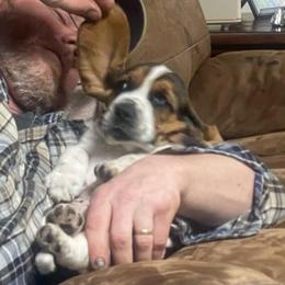 Otto - Black brown and white male Basset Hound puppy in Daleville, Alabama from Home Grown Basset Hounds of Alabama