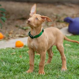 Pharaoh Hound Puppies from Du Ciel Pharaoh Hounds