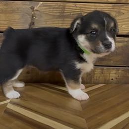GREEN girl OLIVE - Black and tan female Pembroke Welsh Corgi puppy in Guilford, Indiana from Manning Family Farm