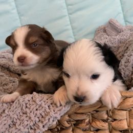 Toy Australian Shepherd Puppies from Canaan Mountain Aussies