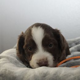 Abe - Red tri male Miniature Australian Shepherd puppy in Kissee Mills, Missouri from Clinkenbeard Kennel