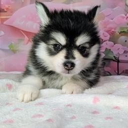Thunder (Ace) - 2000 - Black and white male Pomsky puppy in Spring Hill, Florida from www.PuppyTimeEmporium.com