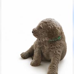 SUGAR - Apricot male Goldendoodle puppy in Independence, Oregon from ANKENY DOODLES