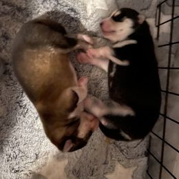 Pomsky Puppies from Stacy’s Playful Pomsky