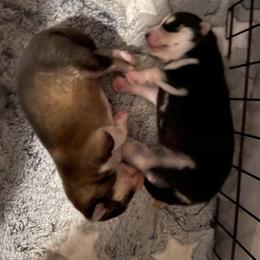 Pomsky Puppies from Stacy’s Playful Pomsky