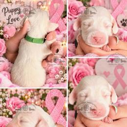Mr. Dk. Green-2800 - Piebald male Dachshund puppy in Sparr, Florida from From the Heart Doxies