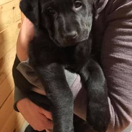 Labrador Retriever Puppies from Southern Field Retrievers