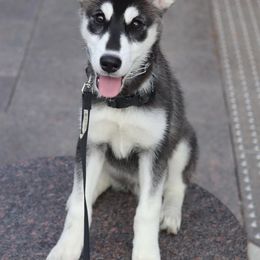 Siberian Husky Puppies from Bella's Working husky