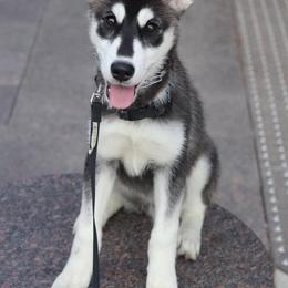 Siberian Husky Puppies from Bella's Working husky