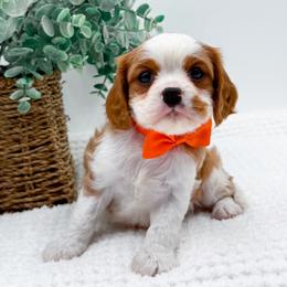 Archie - Blenheim male Cavalier King Charles Spaniel puppy in North Carolina from NC Doodle Puppies