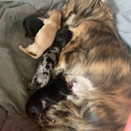 Dachshund Puppies from KaMilira Shore Dachshunds