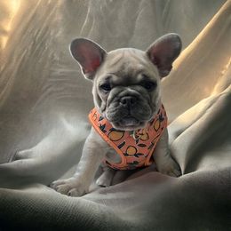 Girl 1 - Blue fawn French Bulldog puppy in Vero Beach, Florida from Born in Paradise Frenchies