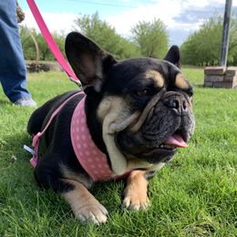 Molly  - French Bulldog