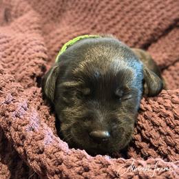 Green Boy - Black male Labrador Retriever puppy in Colorado from Albrecht Farms Labrador Retrievers