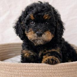 Pink - Phantom female Goldendoodle puppy in Reno, Nevada from Darling Doodles