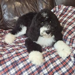 Junebug - Black and white female Sheepadoodle puppy in Heyburn, Idaho from Royal T Acres