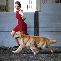 Steamer - Golden Retriever