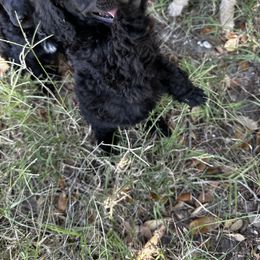 Poodle Puppies from Jaycee's Puppies