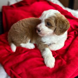 Girl 1 - Yellow and white female Bernedoodle puppy in Aubrey, Texas from Four Willows Farm