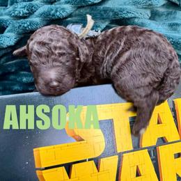 Ahsoka - Brown female Poodle puppy in San Antonio, Texas from Chocolate Pet Connection