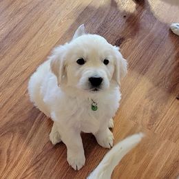 Golden Retriever Puppies from Valley Creek Farm