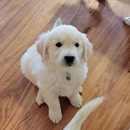 Golden Retriever Puppies from Valley Creek Farm