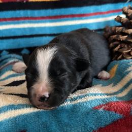 Jett - Black tri male Miniature Australian Shepherd puppy in Lebanon, Oregon from Two Pines Mini Aussies