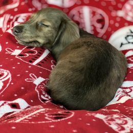 Dachshund Puppies from HP Dachs