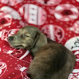 Dachshund Puppies from HP Dachs