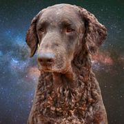 Eve - Curly-Coated Retriever