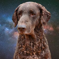 Eve - Curly-Coated Retriever